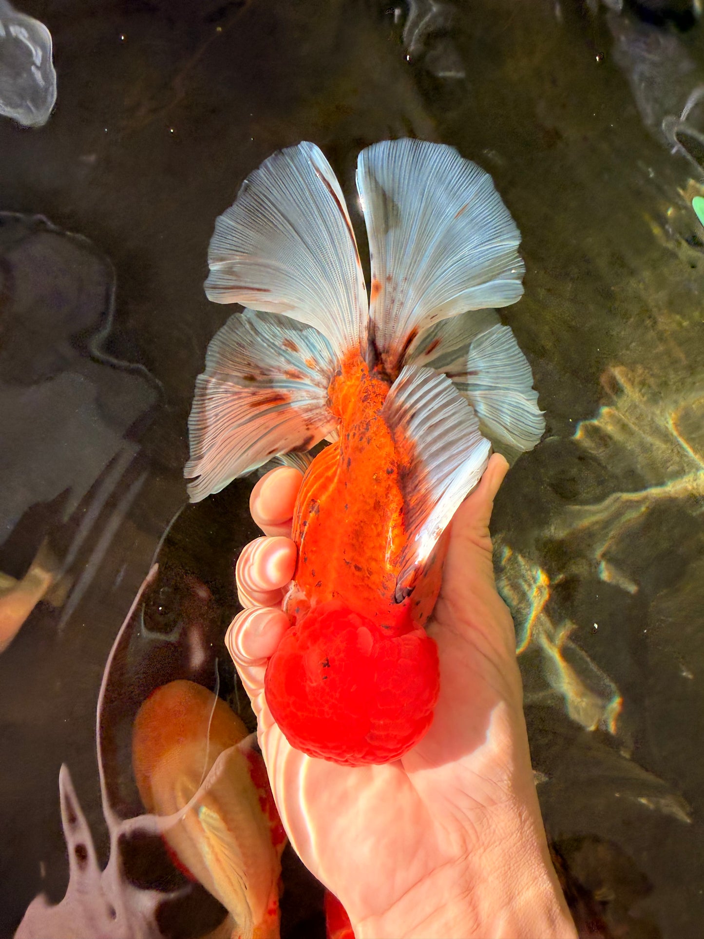 AAA Grade Sakura Long Tail Oranda Male 6.5 inches #030626OR_07