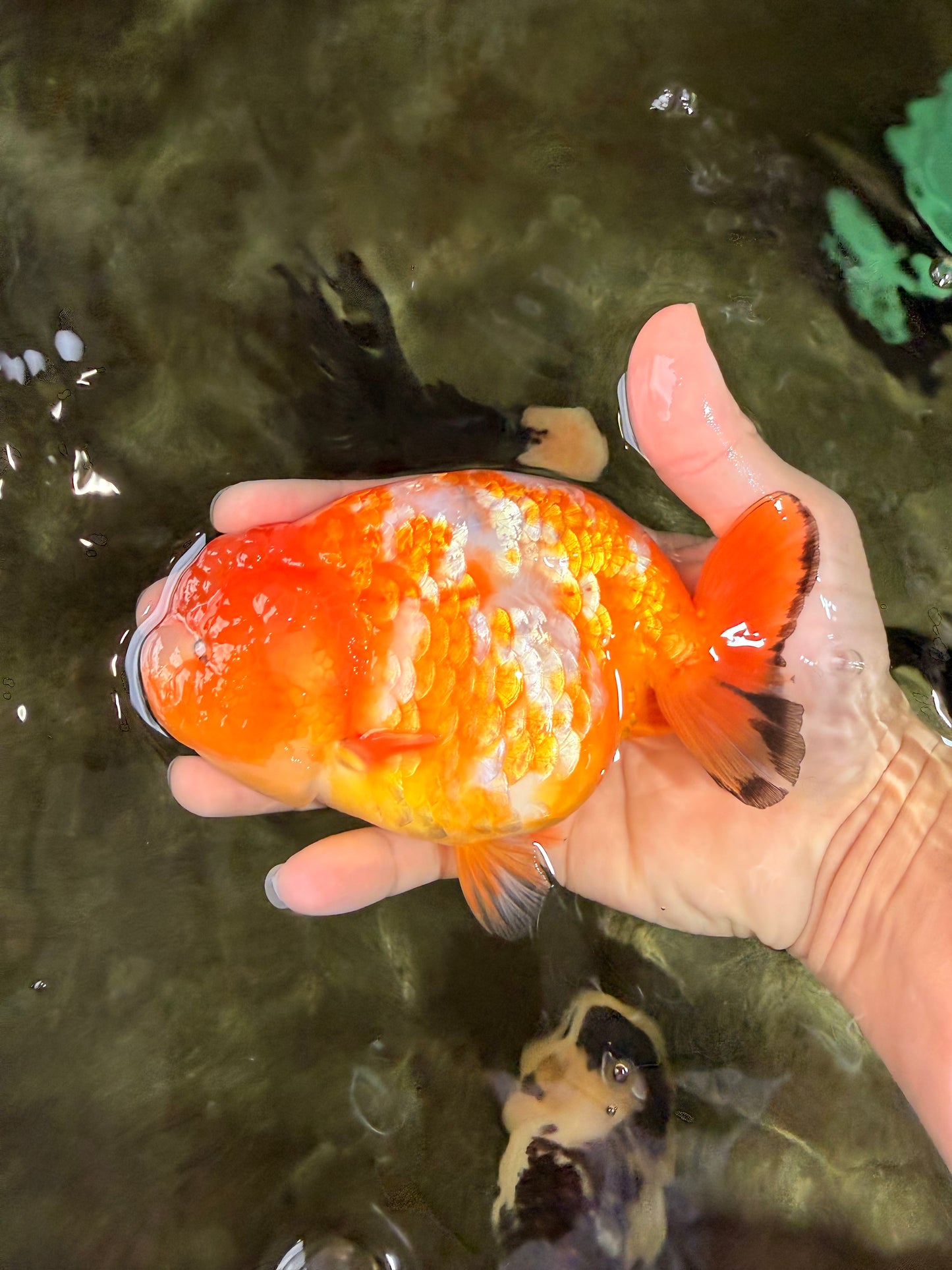 Chinese Sakura Ranchu Female 5-5.5 inches #031326RC_12