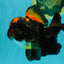 UNIQUE A Grade Lava Apache Oranda Male 5.5  inches #050826OR_04