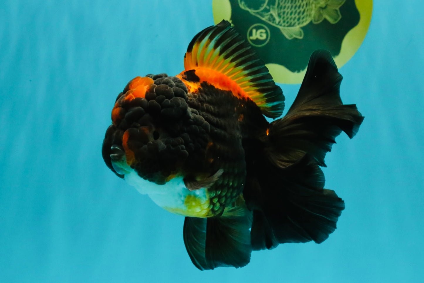 UNIQUE A Grade Lava Apache Oranda Male 5.5  inches #050826OR_04