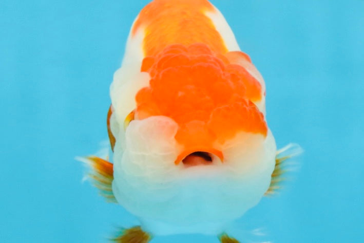 A Grade Red White LionQueen 4-4.5 inches #112125LC_11