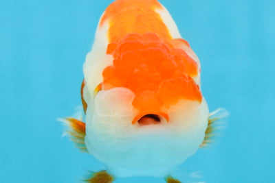 A Grade Red White LionQueen 4-4.5 inches #112125LC_11