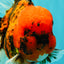 A Grade Tiger Oranda Male 7.5 inches #101626OR_19