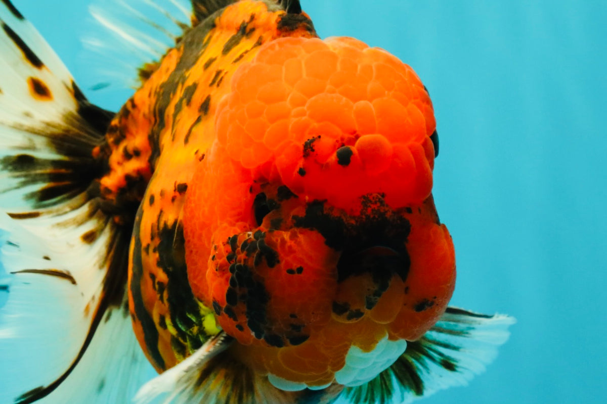 A Grade Tiger Oranda Male 7.5 inches #101626OR_19
