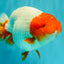 UNIQUE A Grade Red Head Buffalo Ranchu Female 6 inches #100926RC_30
