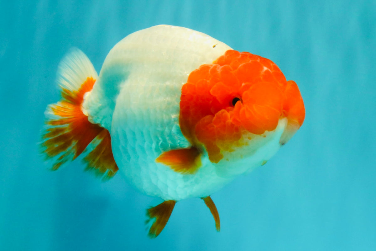 UNIQUE A Grade Red Head Buffalo Ranchu Female 6 inches #100926RC_30