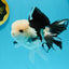 A Grade Panda Button Eyes Oranda Male 4.5-5 inches #120624OR_07