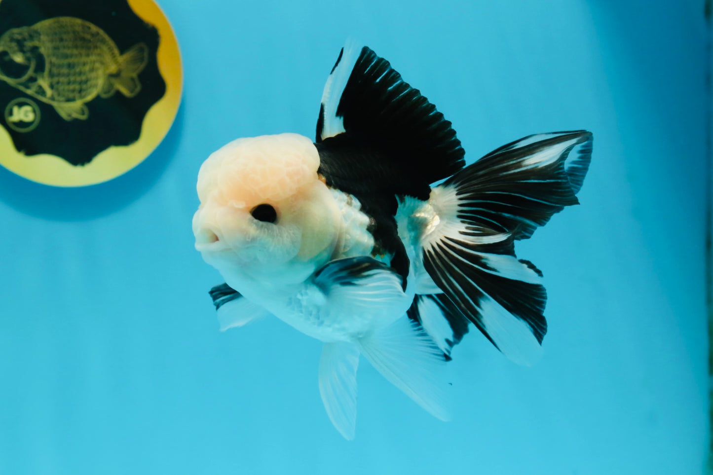 A Grade Panda Button Eyes Oranda Male 4.5-5 inches #120624OR_07