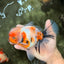 AAA Grade Calico Oranda Male 6-6.5 inches #070626OR_18