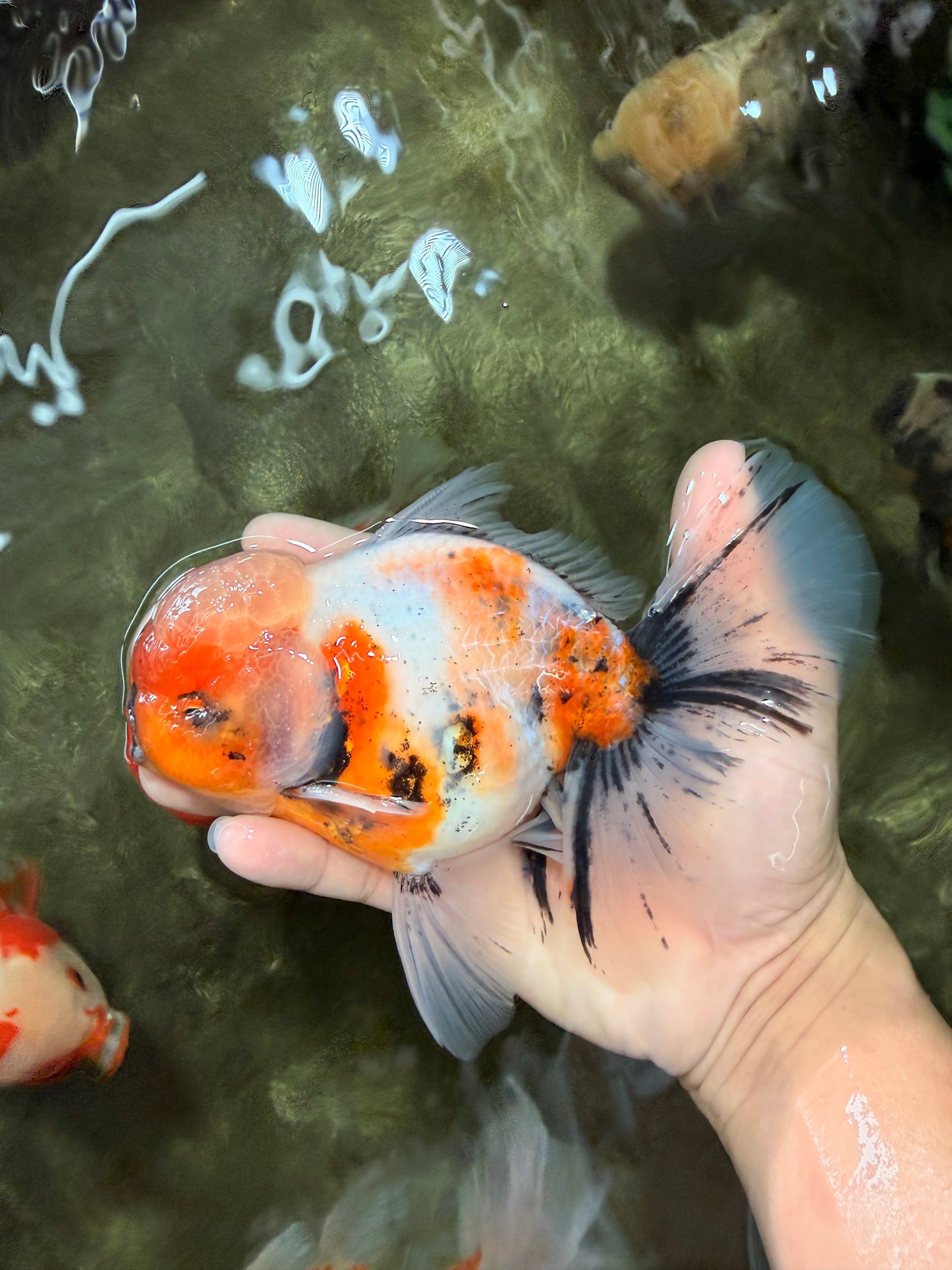 AAA Grade Calico Oranda Male 6-6.5 inches #070626OR_18