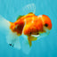 Sakura Oranda Female 5 inches #050126OR_06