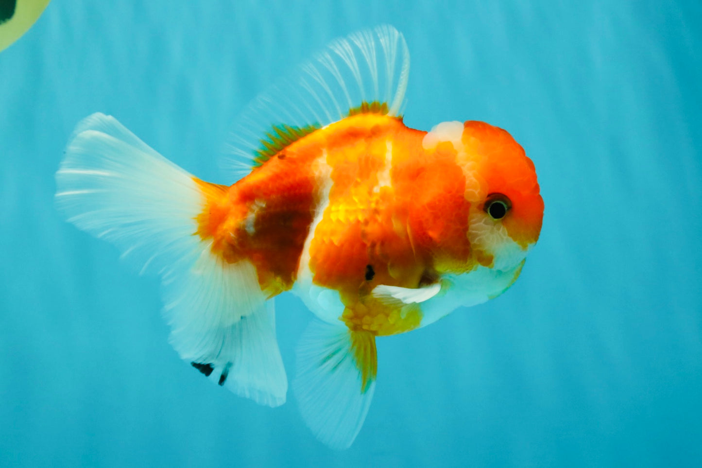 Sakura Oranda Female 5 inches #050126OR_06