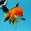 A Grade Tricolor Oranda Female 4.5 inches #0906OR_24