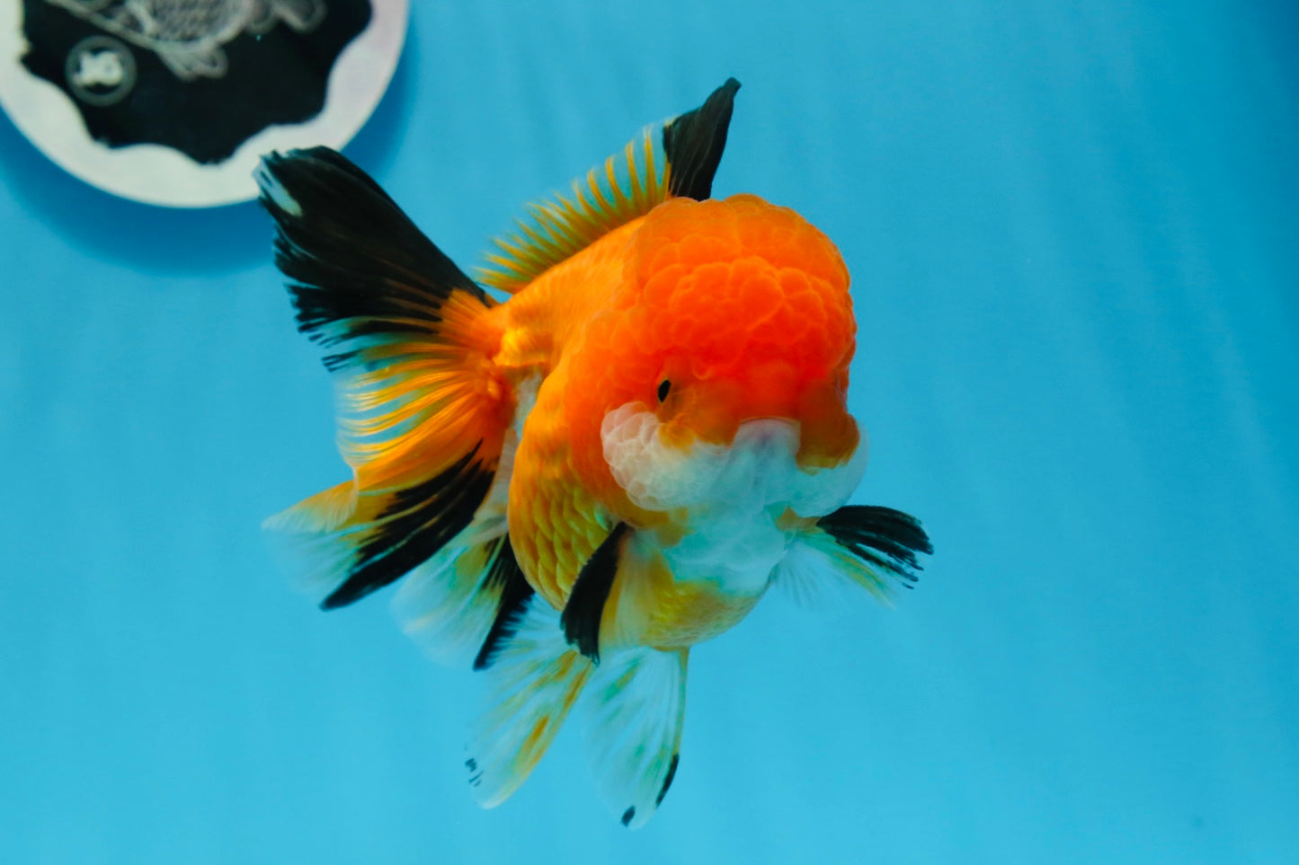 A Grade Tricolor Oranda Female 4.5 inches #0906OR_24