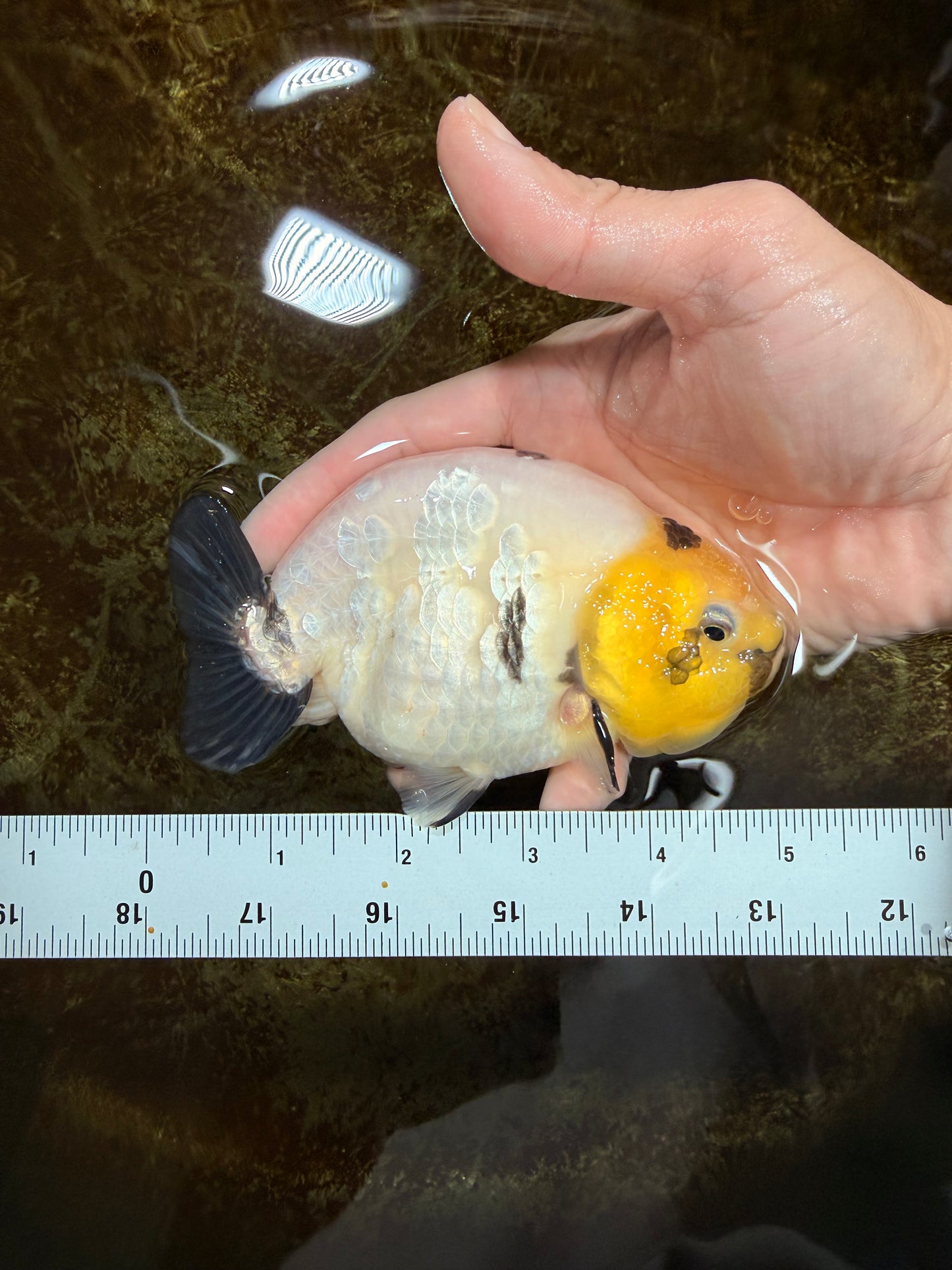 A Grade Cow Chinese Ranchu Female 4.5-5 inches #112125RC_18