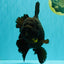 KING KONG AAA Grade Black Oranda Female 8 inches #100926OR_11
