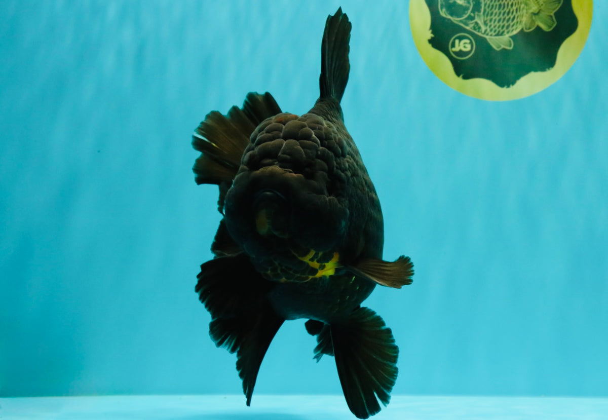 KING KONG AAA Grade Black Oranda Female 8 inches #100926OR_11