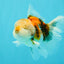 Calico Oranda Male 5-5.5 inches #050126OR_12