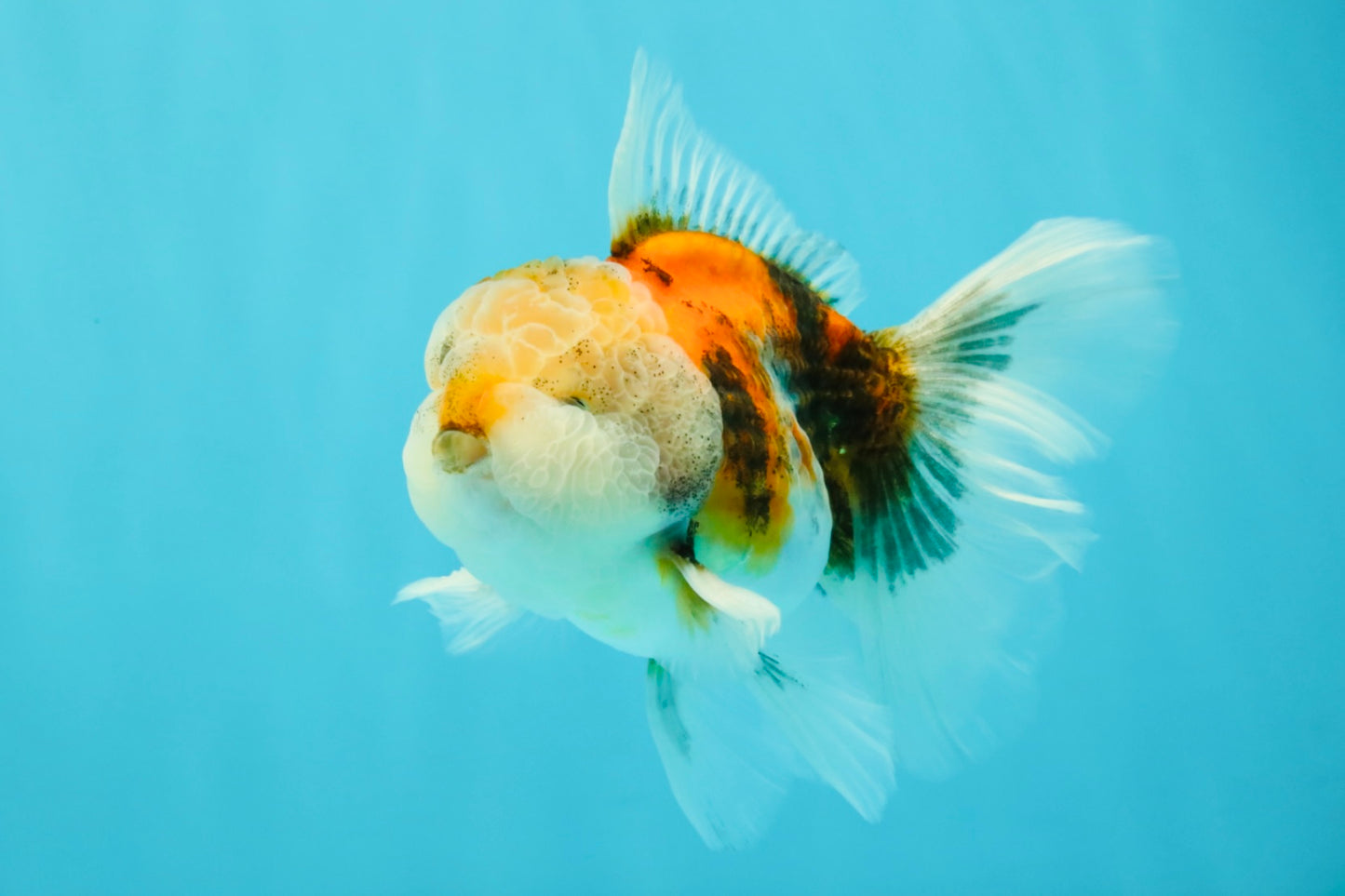 Calico Oranda Male 5-5.5 inches #050126OR_12