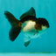 Panda Oranda Female 3.5 inches #1018OR_12