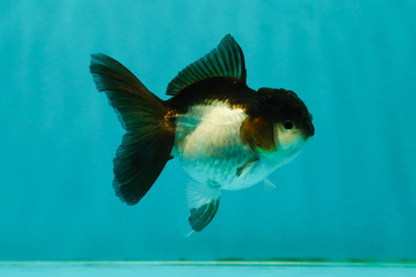 Panda Oranda Female 3.5 inches #1018OR_12