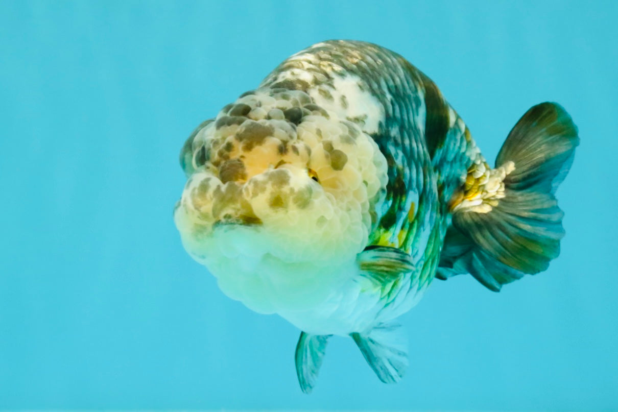 SPECIAL Pepper Calico Chinese Ranchu Female 6-6.5 inches #032026RC_30