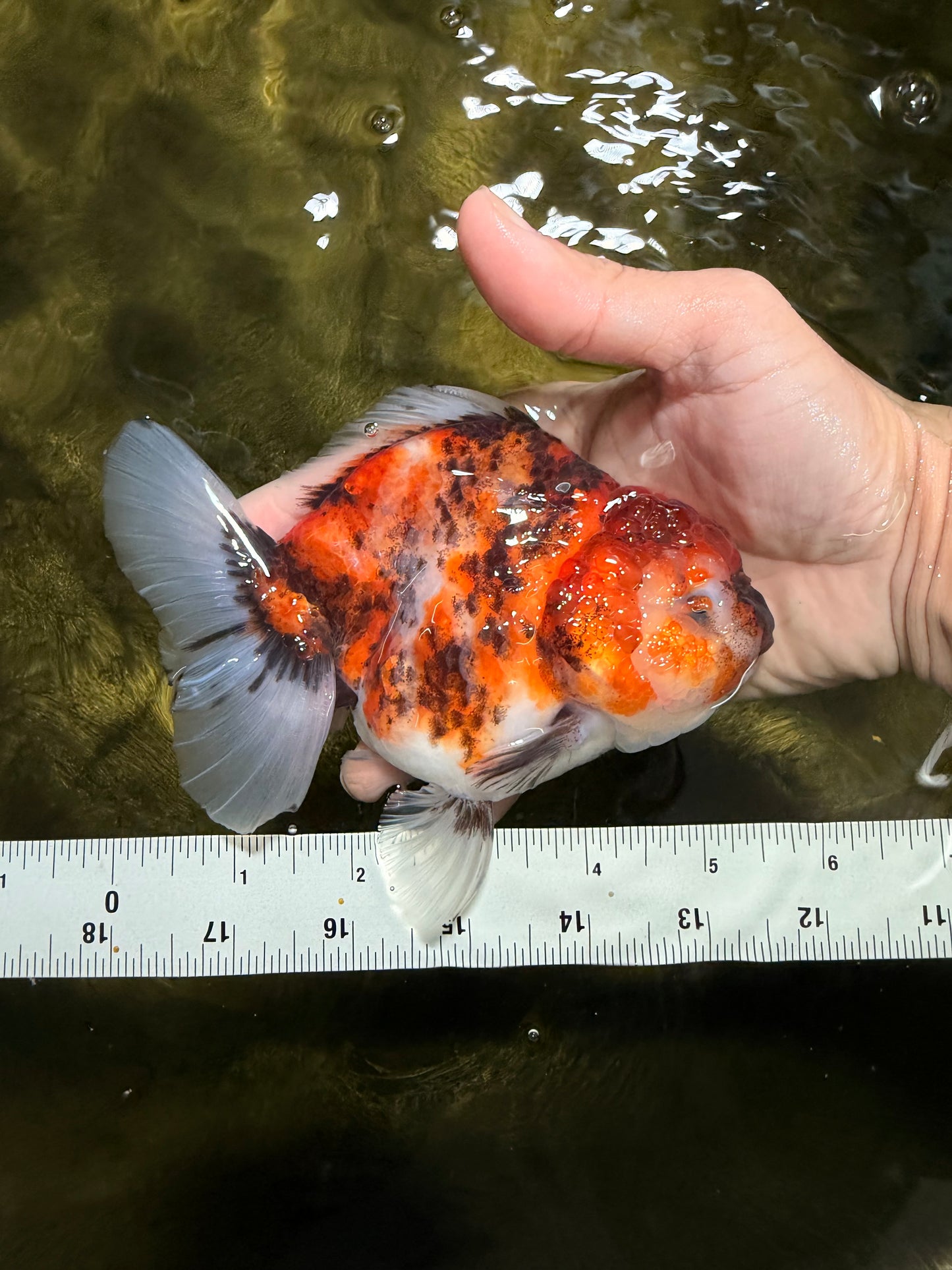 Marble Sakura Yuanbao Female 5.5 inches #111425YB_03