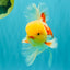AAA Grade Red White Oranda Male 6 inches #080726OR_13