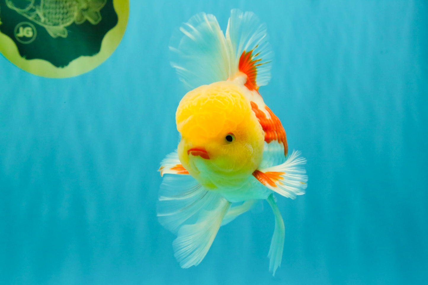 AAA Grade Red White Oranda Male 6 inches #080726OR_13