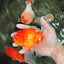AAA Grade Red White Oranda Male 5.5 inches #072426OR_12