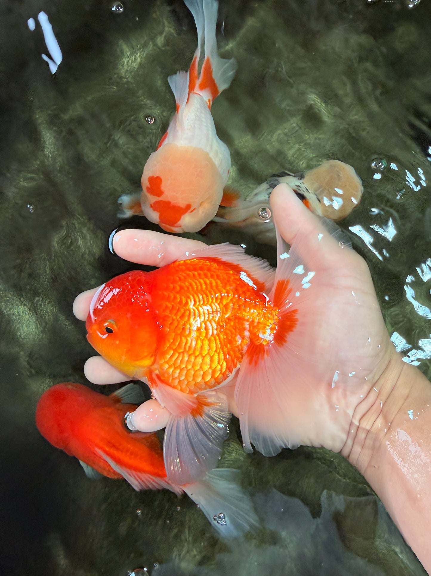 AAA Grade Red White Oranda Male 5.5 inches #072426OR_12
