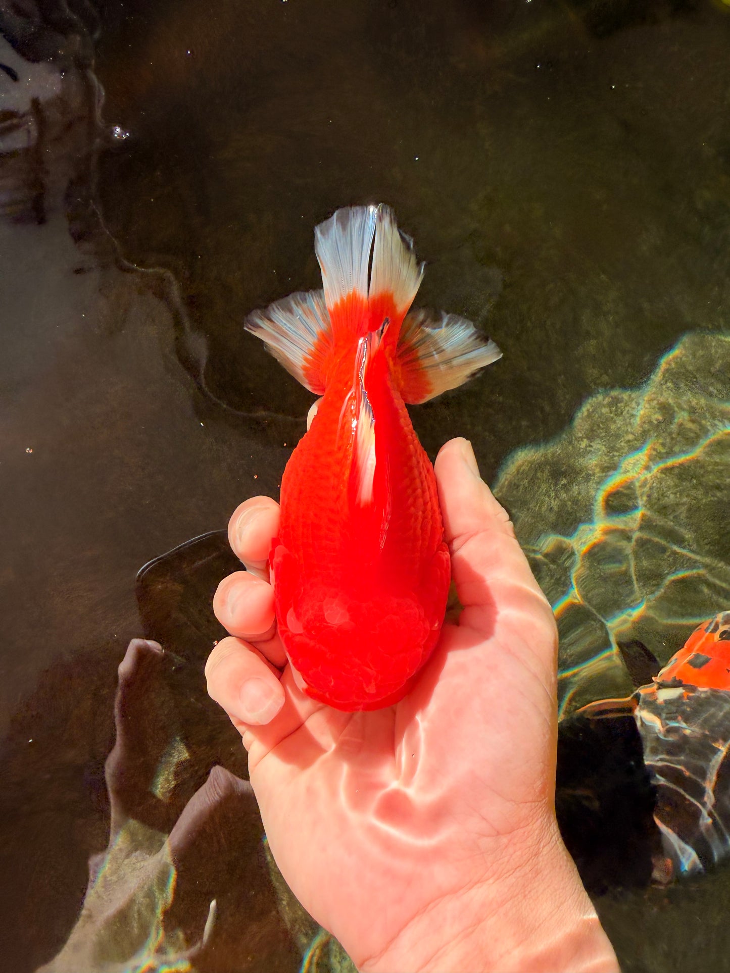 SPECIAL AAA Grade Red White Yuanbao Male 5-5.5 inches #032726YB_02