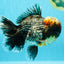 JUMBO AAA Grade Godzilla Jade Head Blue Kirin Oranda Male 6.5-7 inches #030626OR_08