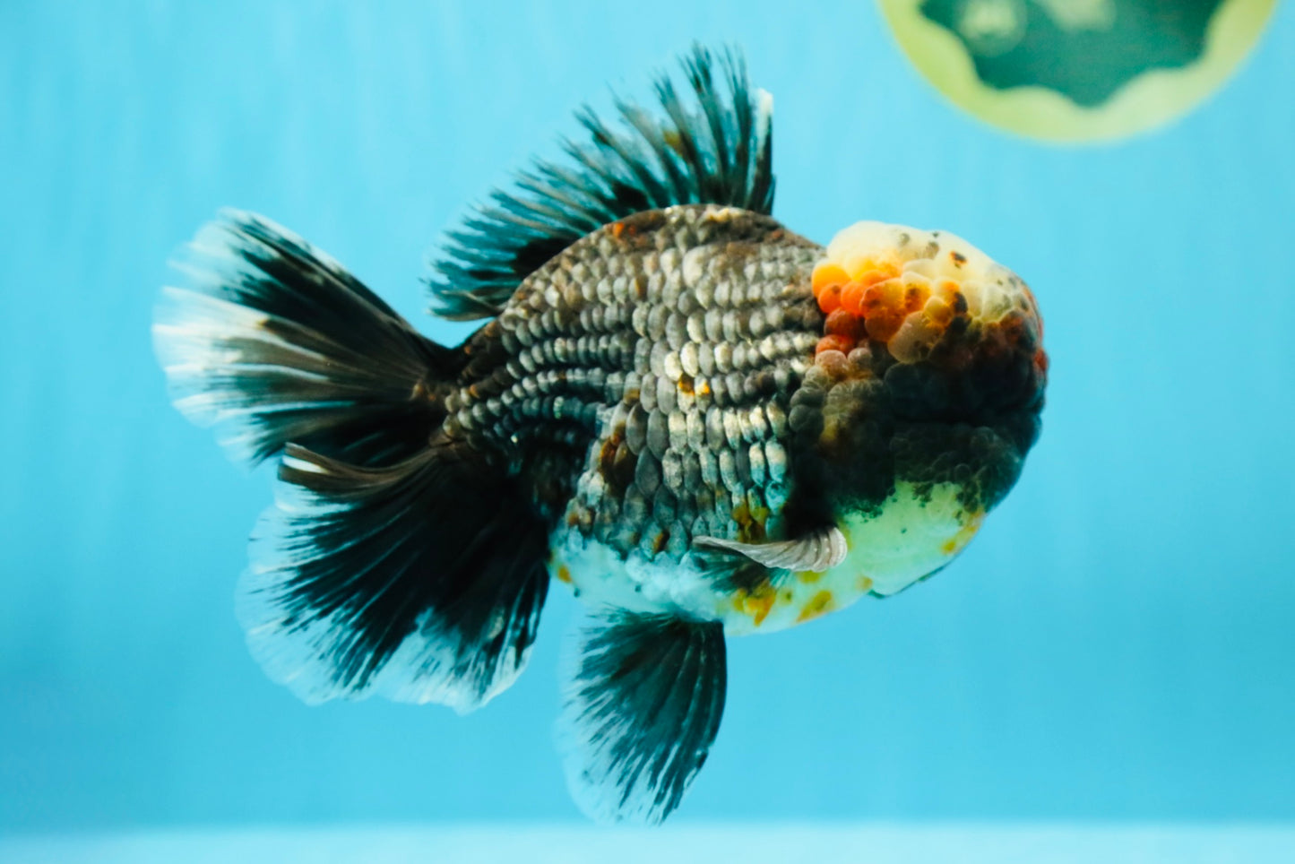 JUMBO AAA Grade Godzilla Jade Head Blue Kirin Oranda Male 6.5-7 inches #030626OR_08