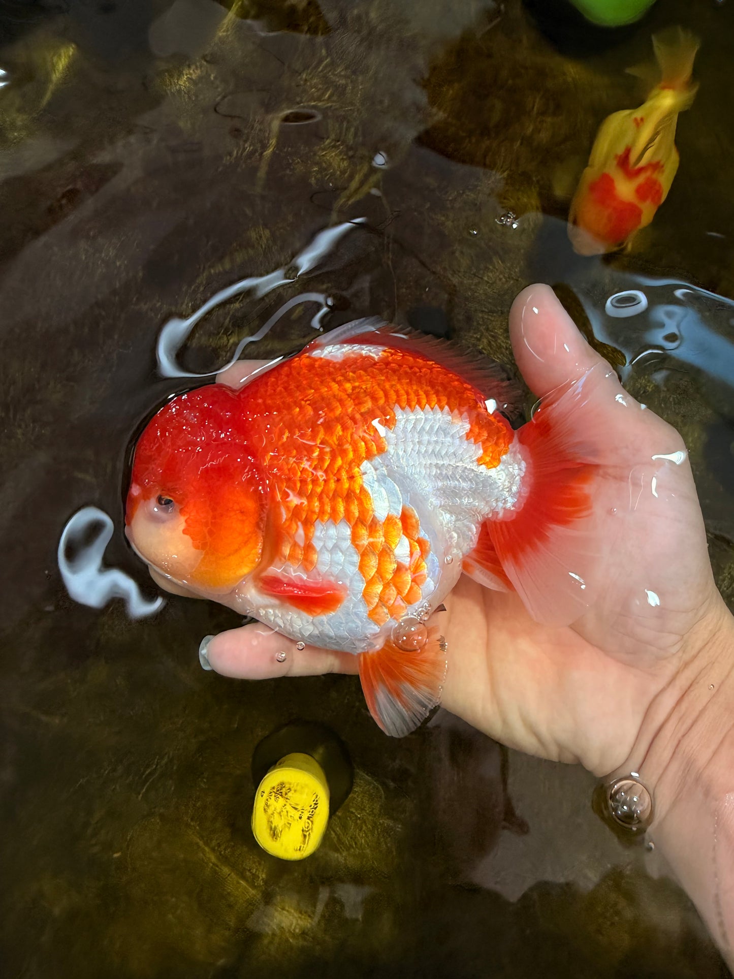 SHOW GRADE Godzilla Red White Yuanbao Male 5.5 inches #101025YB_27