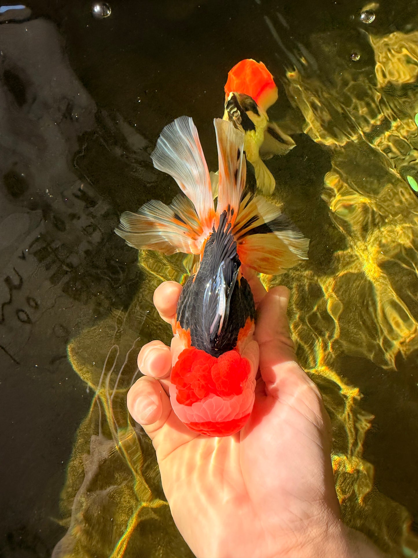 CHARLIE A Grade Tricolor Oranda Male 5.5 inches #032026OR_13