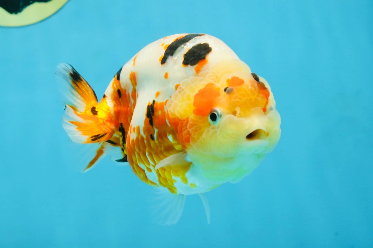 AAA Grade Tricolor Milk Cow Ranchu Female 5 inches #101025RC_15