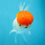 A Grade Tomato Head Oranda Male 4-4.5 inches #0915OR_11