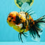 A Grade Calico Tiger Oranda Male 6.5-7 inches #080726OR_17