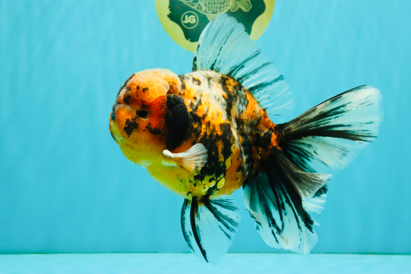 A Grade Calico Tiger Oranda Male 6.5-7 inches #080726OR_17