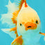 CHICKIE A Grade Red White Oranda Male 6-6.5 inches #082826OR_13
