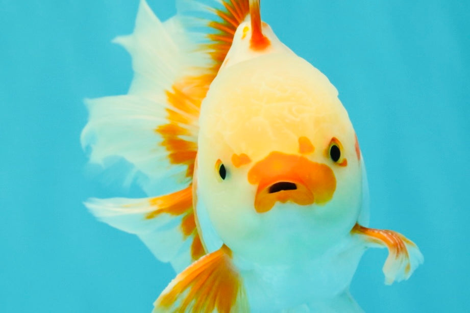 CHICKIE A Grade Red White Oranda Male 6-6.5 inches #082826OR_13