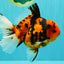 CHARLIE AAA Grade Beautiful Tiger Oranda Male 6-6.5 inches #061926OR_17