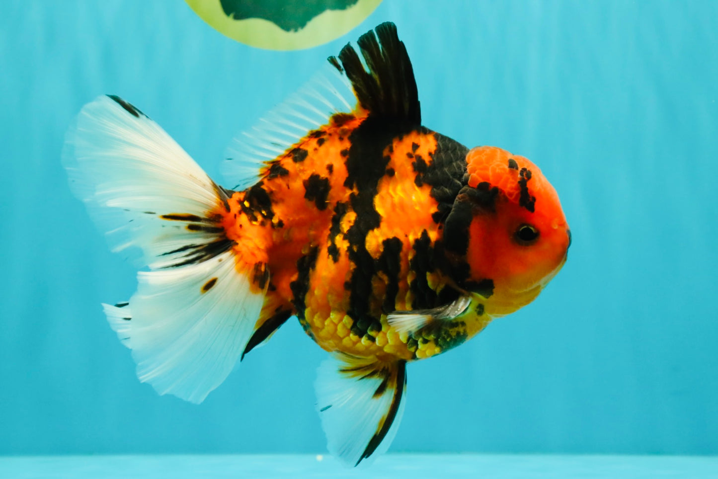 CHARLIE AAA Grade Beautiful Tiger Oranda Male 6-6.5 inches #061926OR_17
