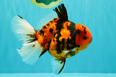 CHARLIE AAA Grade Beautiful Tiger Oranda Male 6-6.5 inches #061926OR_17