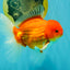 AAA Grade Red White Oranda Male 5.5-6 inches #072426OR_08