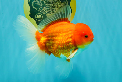 AAA Grade Red White Oranda Male 5.5-6 inches #072426OR_08