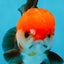 A Grade Pompom Tricolor Yuanbao Male 4.5 inches #052325YB_29