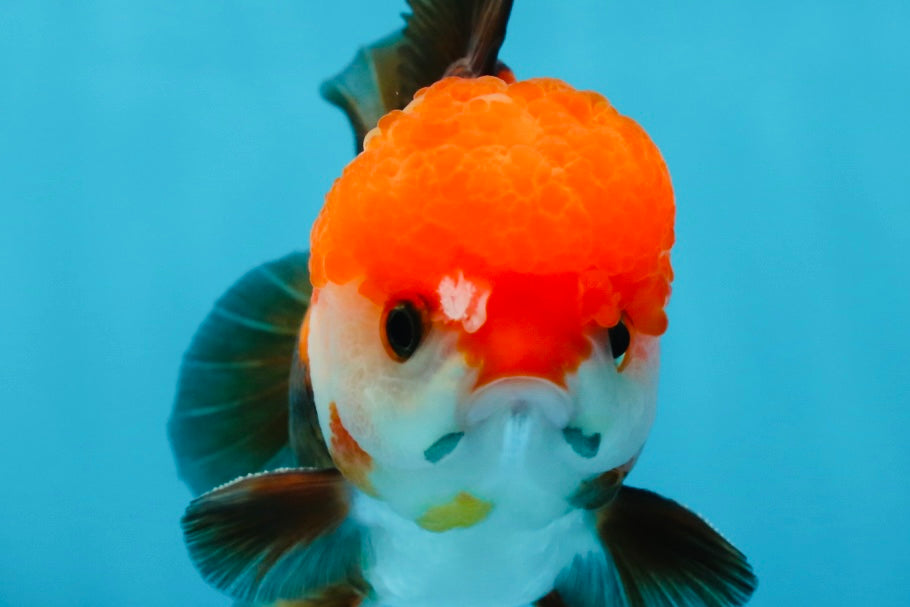 A Grade Pompom Tricolor Yuanbao Male 4.5 inches #052325YB_29