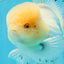 AAA Grade White Oranda Male 5.5 inches #050925OR_45